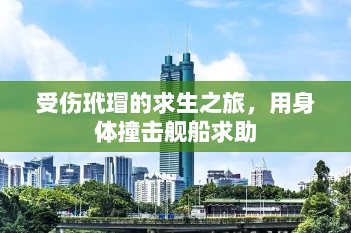 受伤玳瑁的求生之旅，用身体撞击舰船求助