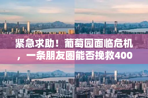 紧急求助！葡萄园面临危机，一条朋友圈能否挽救400亩葡萄？