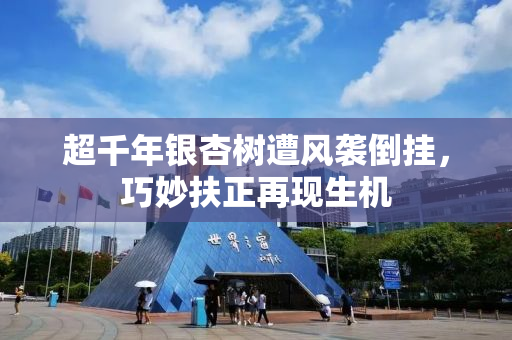 超千年银杏树遭风袭倒挂，巧妙扶正再现生机