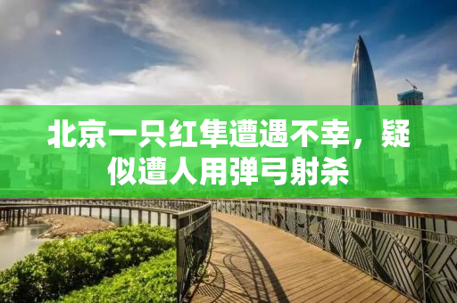 北京一只红隼遭遇不幸，疑似遭人用弹弓射杀