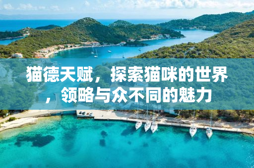 猫德天赋，探索猫咪的世界，领略与众不同的魅力