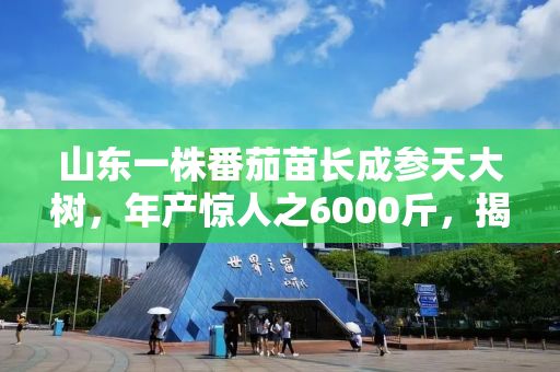 山东一株番茄苗长成参天大树，年产惊人之6000斤，揭秘背后的故事