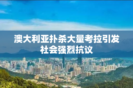 澳大利亚扑杀大量考拉引发社会强烈抗议