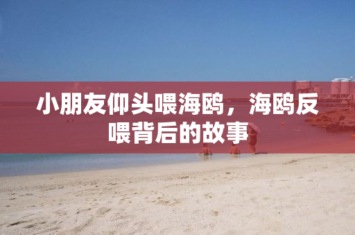 小朋友仰头喂海鸥，海鸥反喂背后的故事